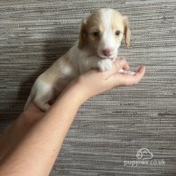 Dachshund (Standard & Miniature) - Both