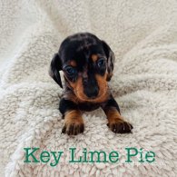 Dachshund (Standard & Miniature) - Both