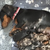 Dachshund (Standard & Miniature) - Both