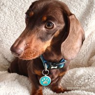 Dachshund (Standard & Miniature) - Both