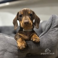 Dachshund (Standard & Miniature) - Dogs