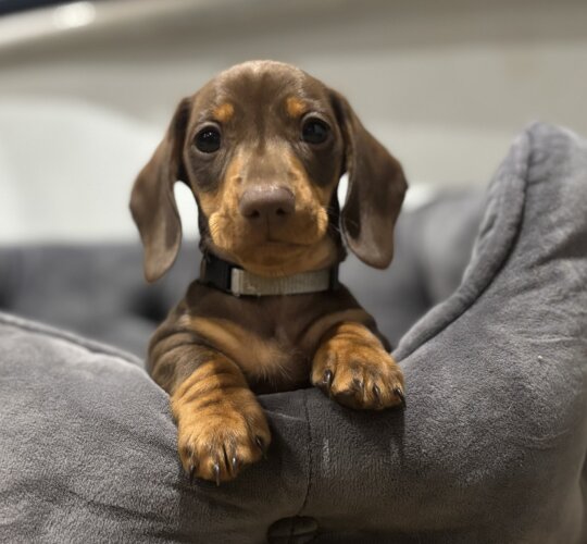 Dachshund (Standard &amp; Miniature)