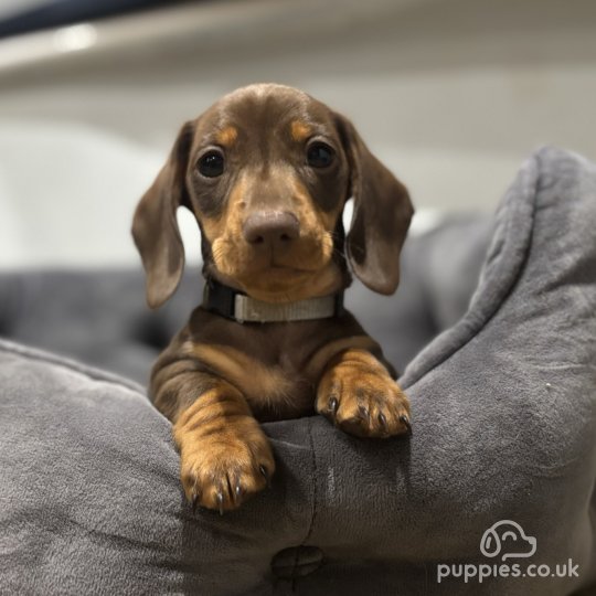 Dachshund (Standard & Miniature) - Both