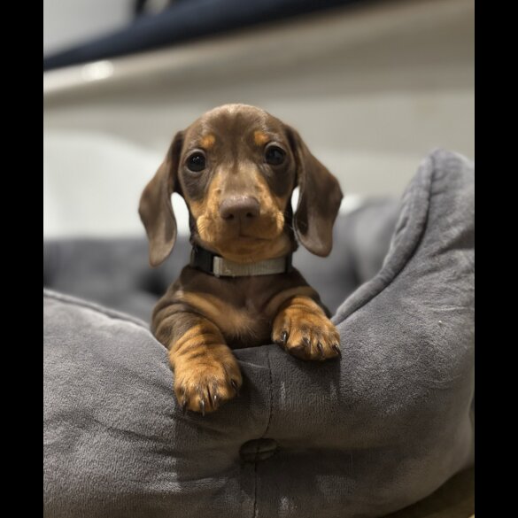 Dachshund (Standard &amp; Miniature) - Dogs