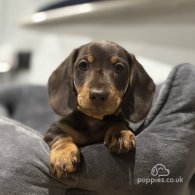 Dachshund (Standard & Miniature) - Dogs