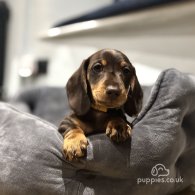 Dachshund (Standard & Miniature) - Dogs