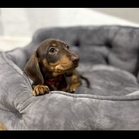 Dachshund (Standard &amp; Miniature) - Dogs