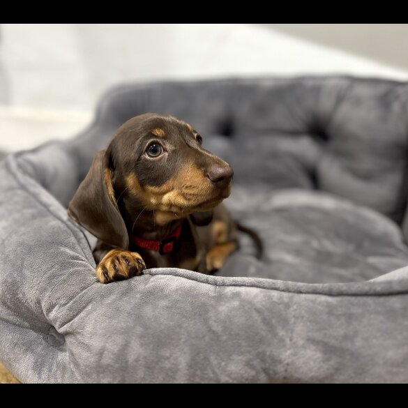 Dachshund (Standard &amp; Miniature) - Dogs