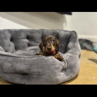 Dachshund (Standard &amp; Miniature) - Dogs