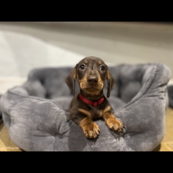 Dachshund (Standard &amp; Miniature) - Dogs