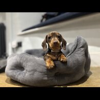 Dachshund (Standard &amp; Miniature) - Dogs