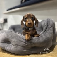 Dachshund (Standard & Miniature) - Dogs