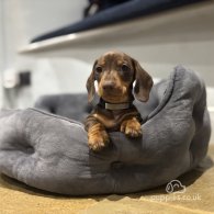 Dachshund (Standard & Miniature) - Dogs