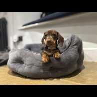 Dachshund (Standard &amp; Miniature) - Dogs