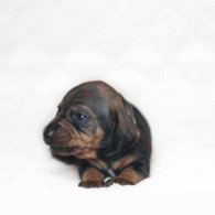 Dachshund (Standard & Miniature) - Both