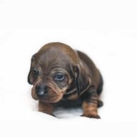 Dachshund (Standard & Miniature) - Both