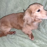 Dachshund (Standard & Miniature)