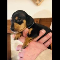 Dachshund (Standard &amp; Miniature) - Both