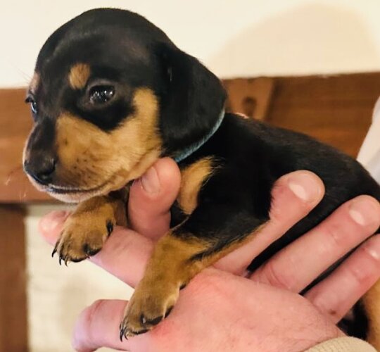 Dachshund (Standard &amp; Miniature)