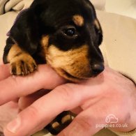 Dachshund (Standard & Miniature) - Both