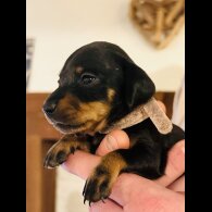 Dachshund (Standard &amp; Miniature) - Both