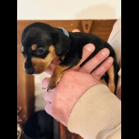 Dachshund (Standard &amp; Miniature) - Both