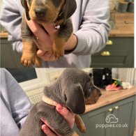 Dachshund (Standard & Miniature) - Both