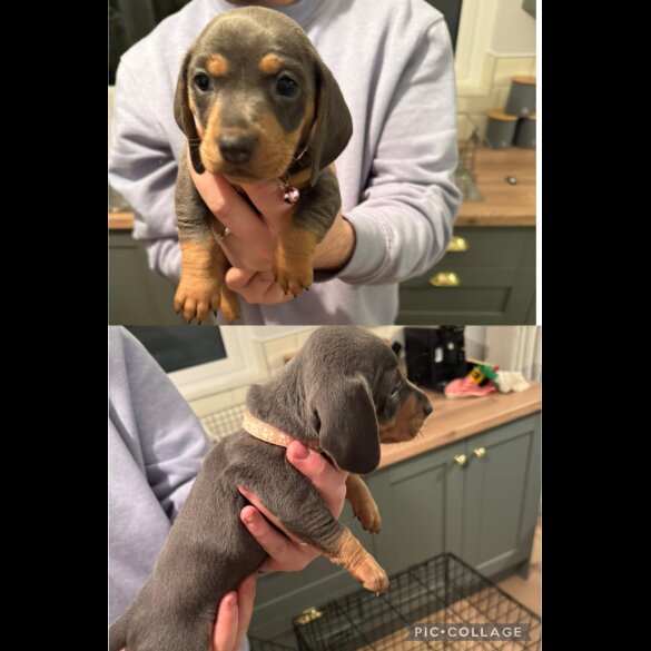 Dachshund (Standard &amp; Miniature) - Both