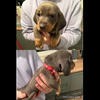 Dachshund (Standard &amp; Miniature) - Both