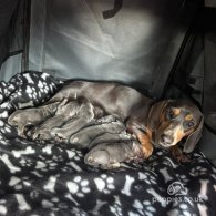 Dachshund (Standard & Miniature) - Both