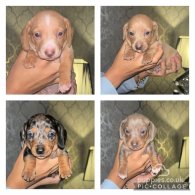 Dachshund (Standard & Miniature) - Both