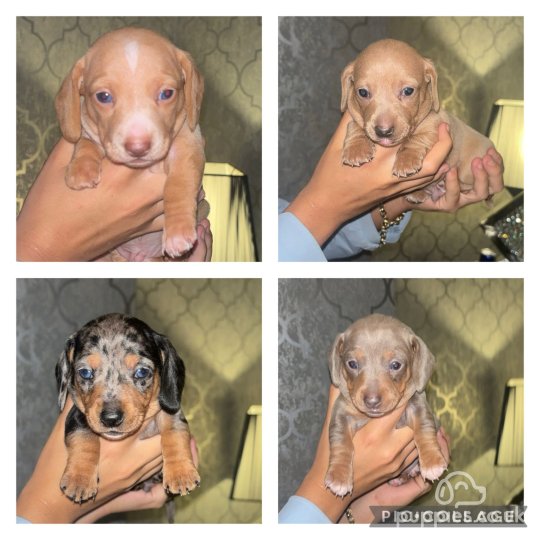 Dachshund (Standard & Miniature) - Both