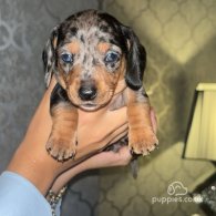 Dachshund (Standard & Miniature) - Both