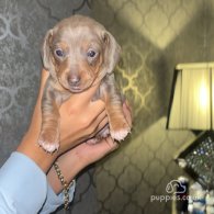 Dachshund (Standard & Miniature) - Both