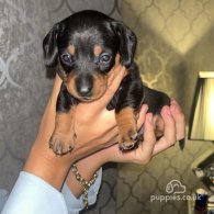 Dachshund (Standard & Miniature) - Both