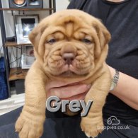 Dogue De Bordeaux - Both