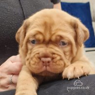 Dogue De Bordeaux - Both