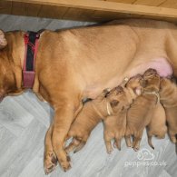 Dogue De Bordeaux - Both