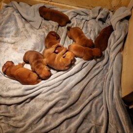 Dogue De Bordeaux - Both