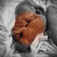 Dogue De Bordeaux - Both