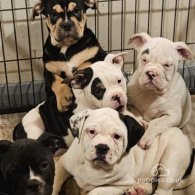 Dorset Olde Tyme Bulldogge - Bitches