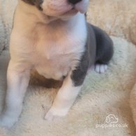 English Bulldog - Both