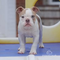 English Bulldog - Both