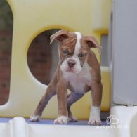 English Bulldog - Both