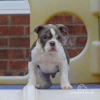 English Bulldog - Both