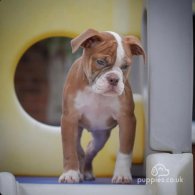 English Bulldog - Both