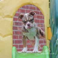 English Bulldog - Both