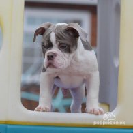 English Bulldog - Both