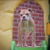 English Bulldog - Both