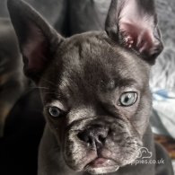 French Bulldog - Both